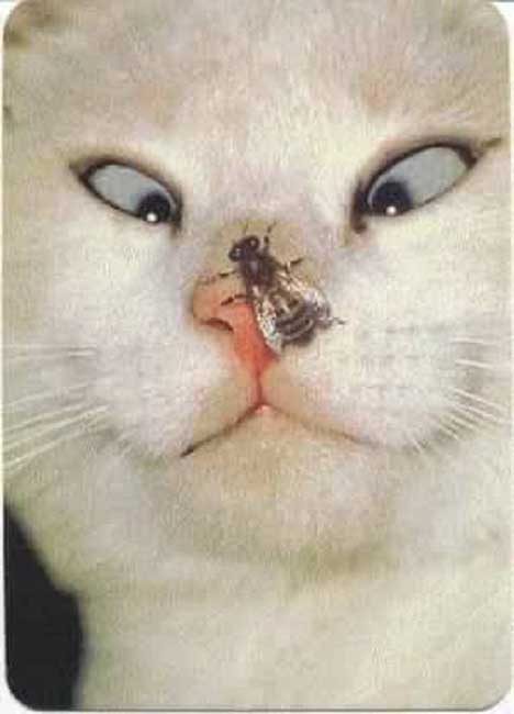 Funny picture of the day